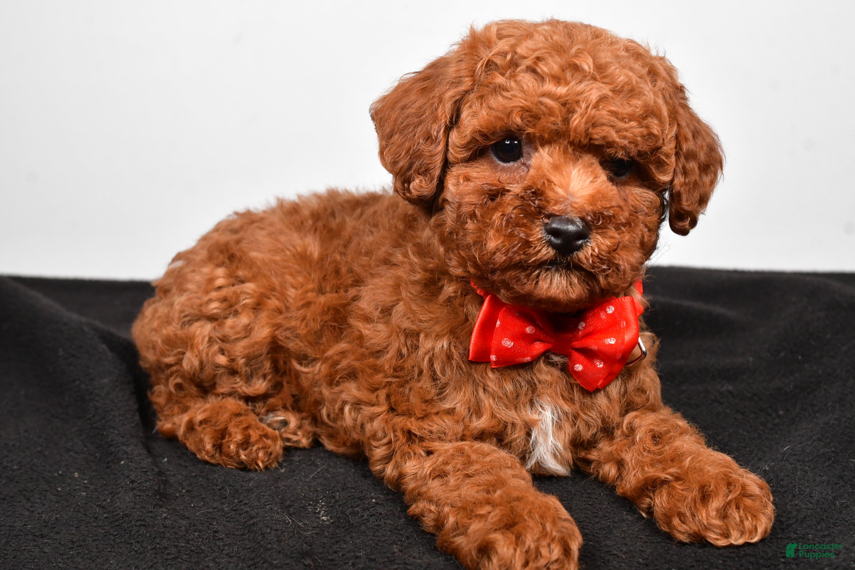 Miniature Poodle dogs Luke - Ad 1