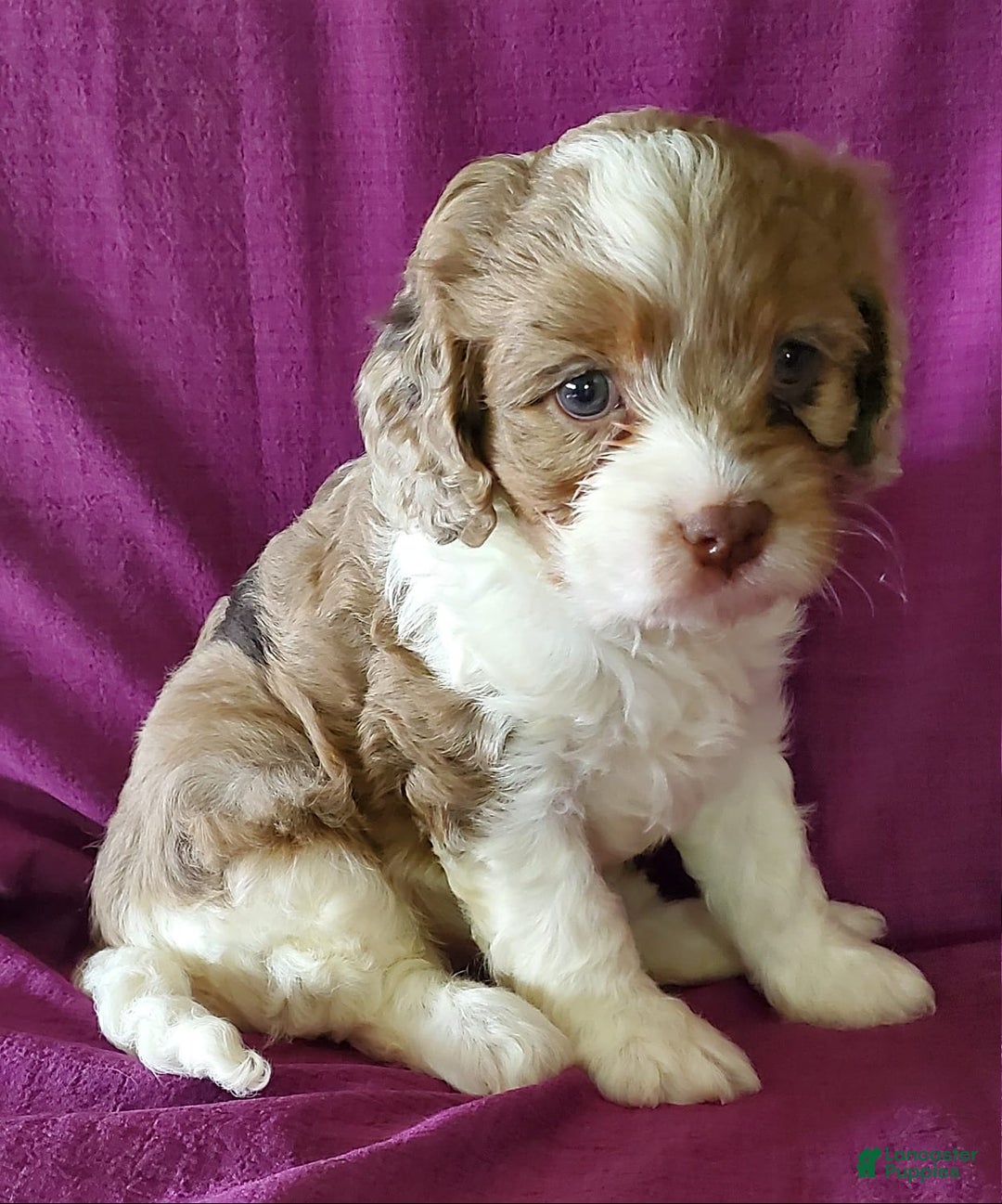 Gallery Image {{count}}