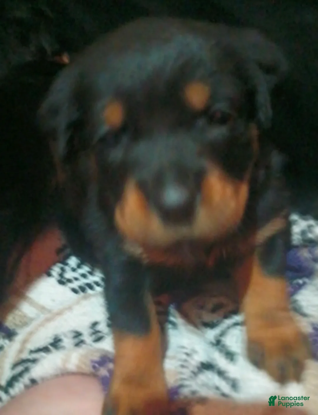 Rottweiler dogs for sale: Championship bloodline Girl 4 - Ad 2