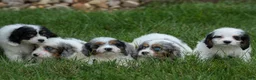 Cavapoo dogs for sale:  Preston🐶  - Ad 20