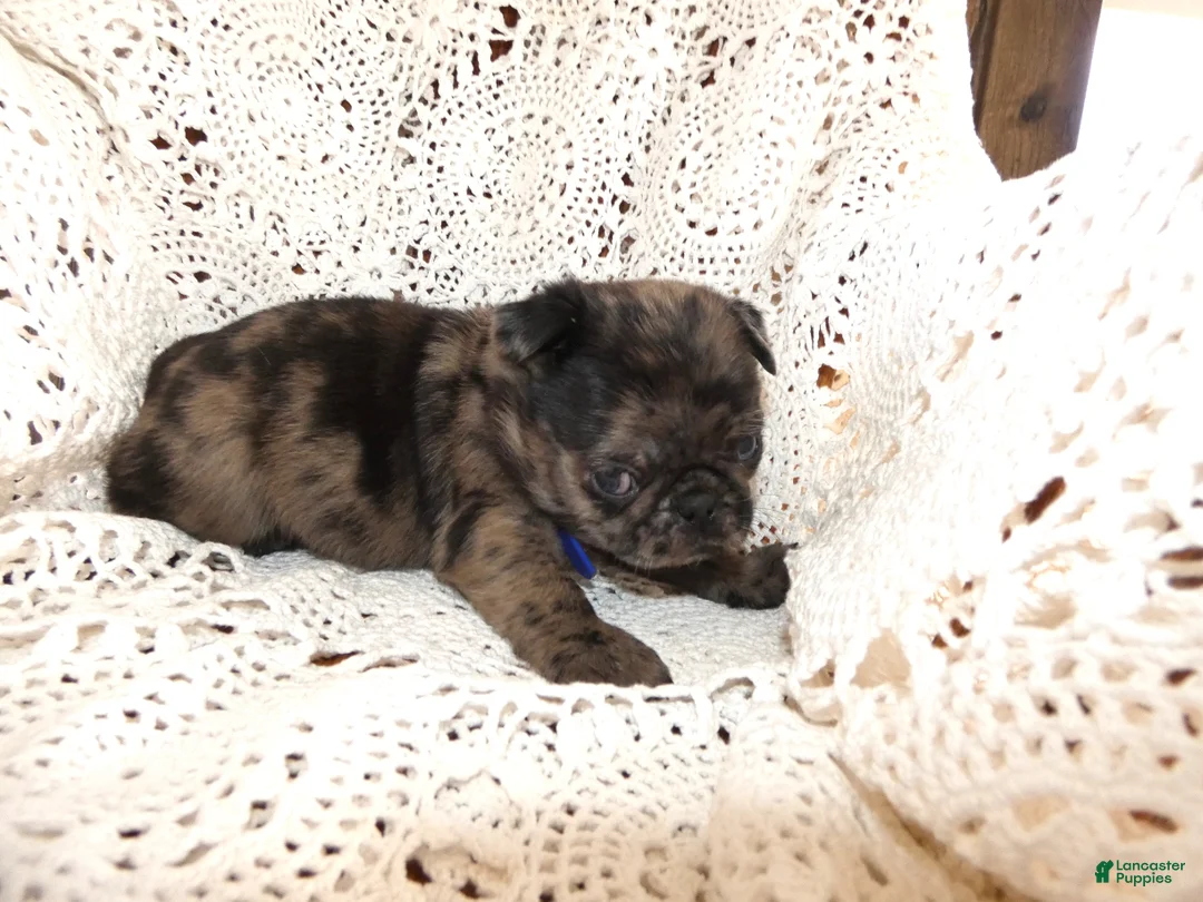 Pug dogs for sale: Pug Puppy 2 Maxwell - Ad 2