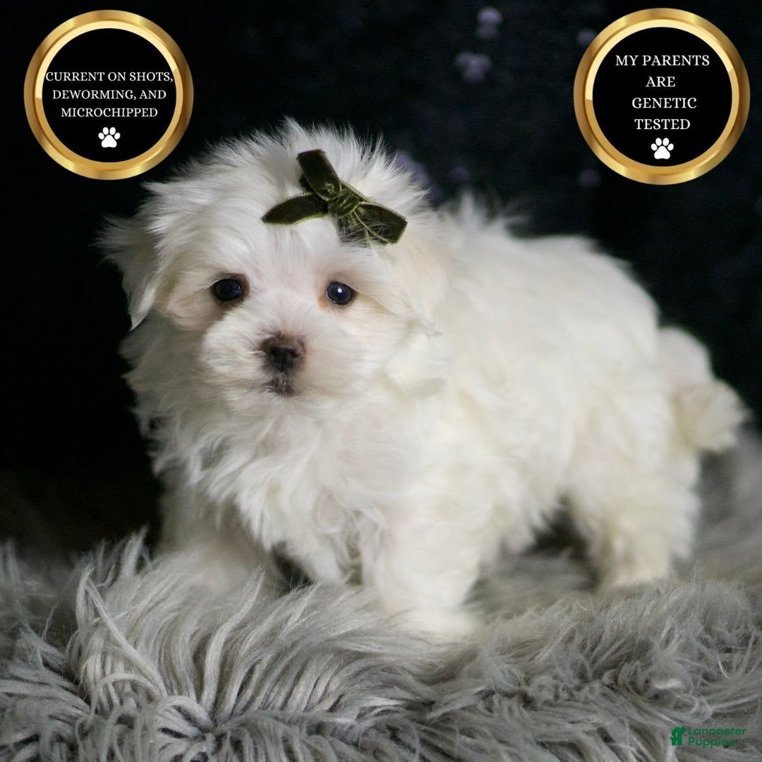 Maltese dogs Cotton - Ad 25