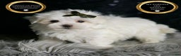 Maltese dogs for sale: Cotton - Ad 1