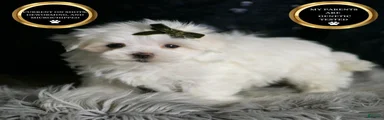 Cotton