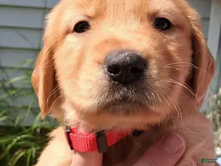 Golden Retriever dogs for sale: Golden Retriever 5 - Finn - Ad 3