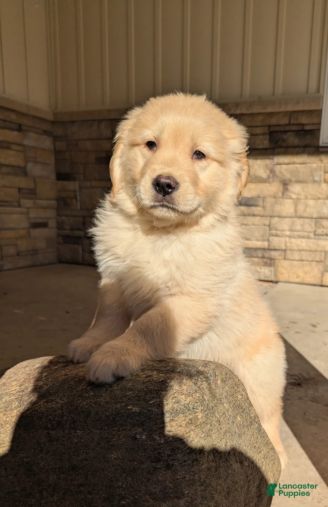 Golden Retriever dogs for sale: Duke  - Ad 2