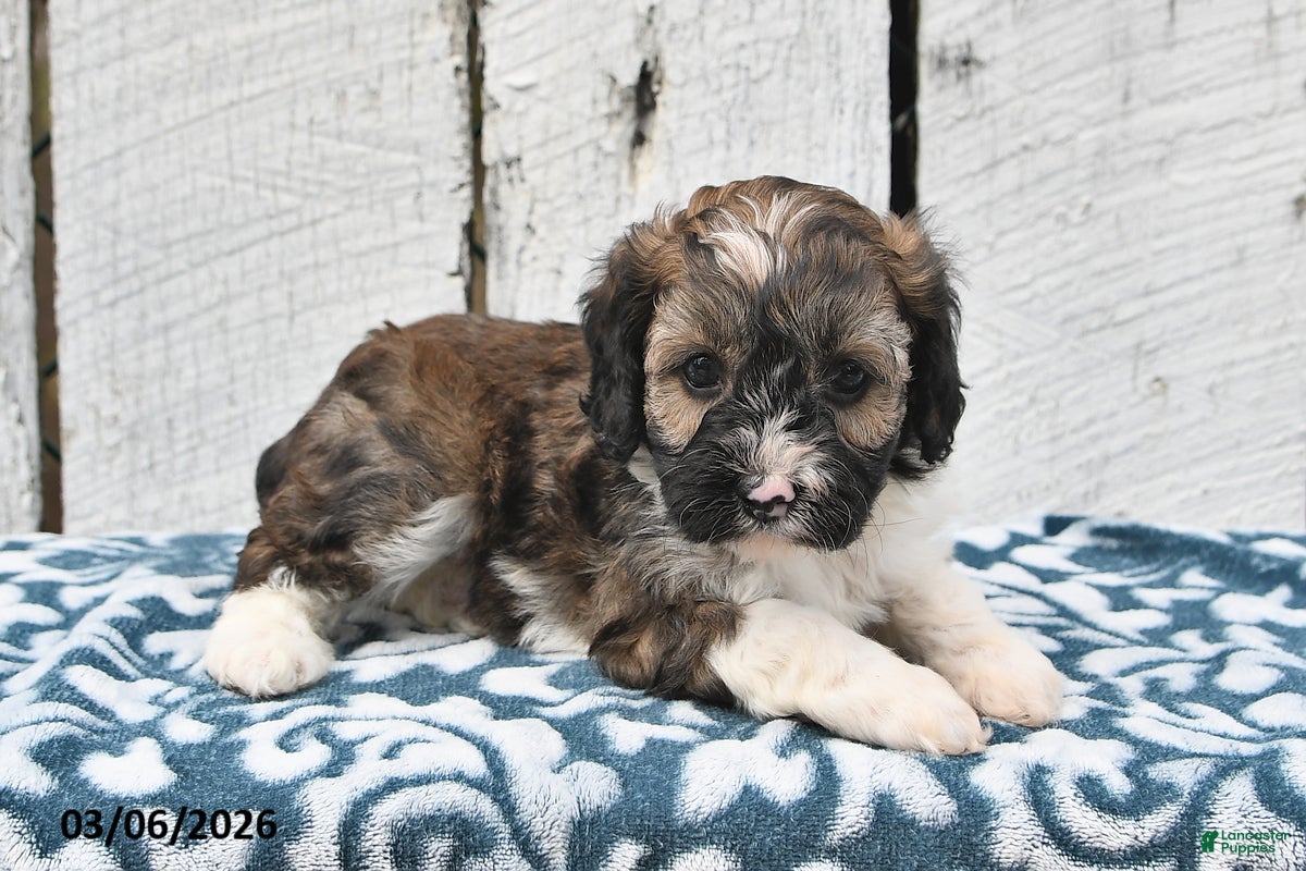 Cockapoo dogs Rover - Ad 1