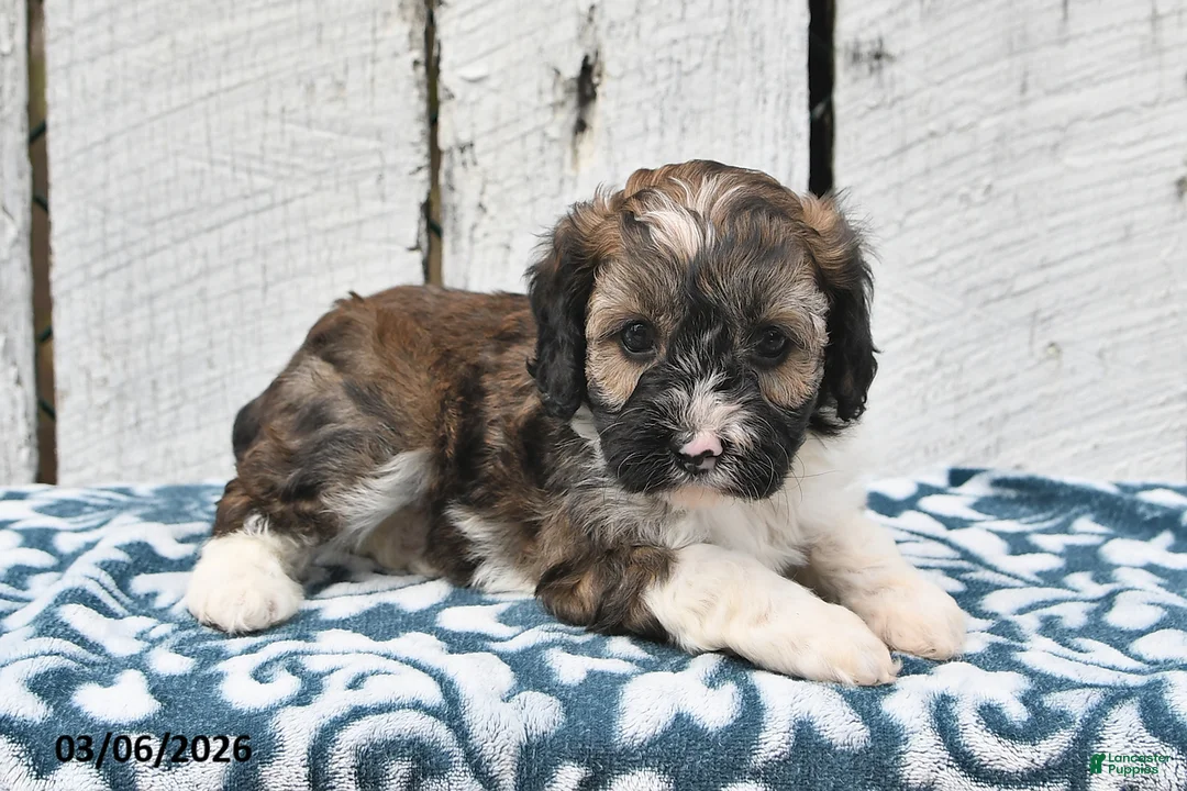 Cockapoo dogs for sale: Rover - Ad 1