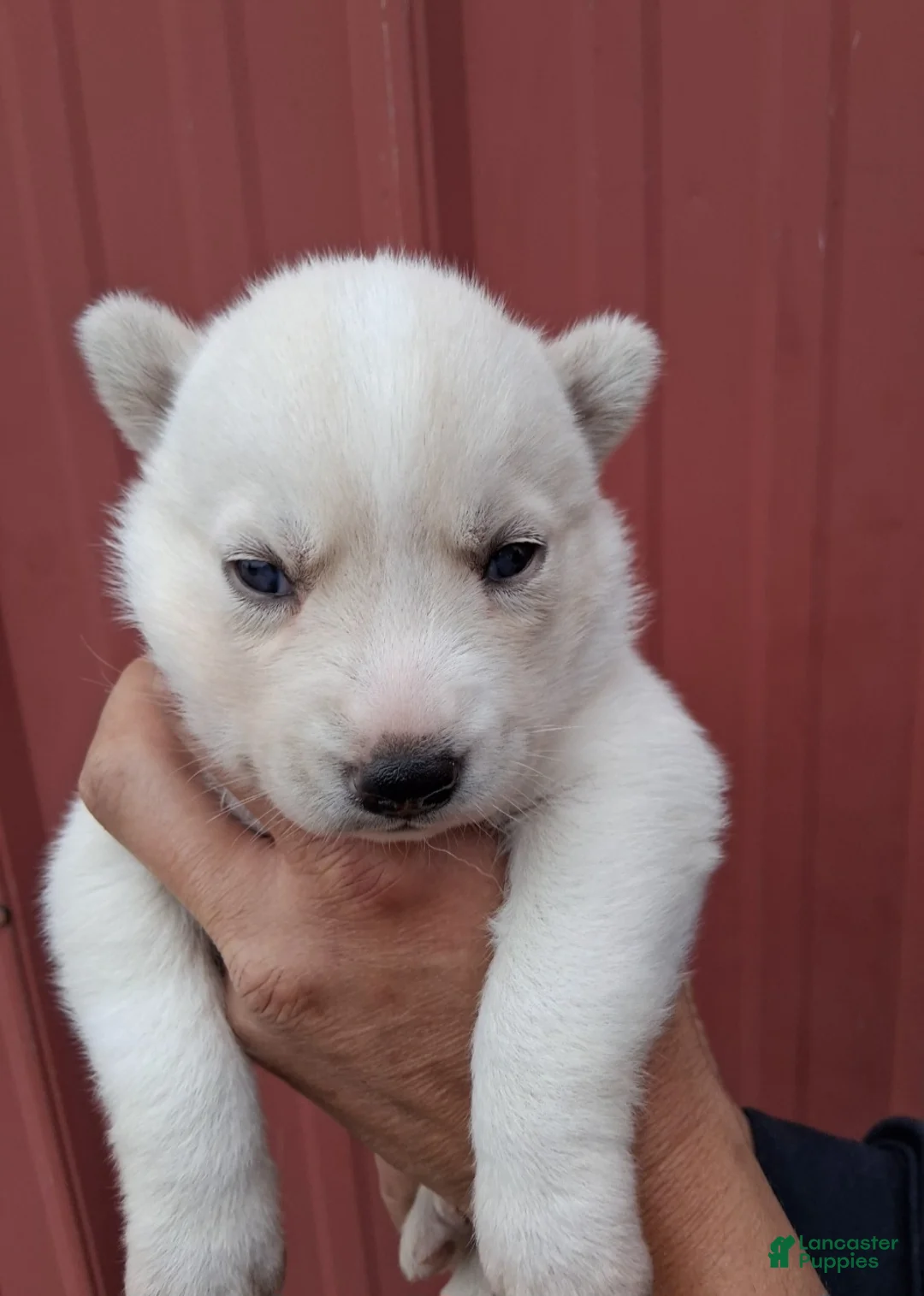 Siberian Husky dogs for sale: Darla - Ad 1
