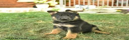 German Shepherd dogs for sale: Tank  - Ad 3
