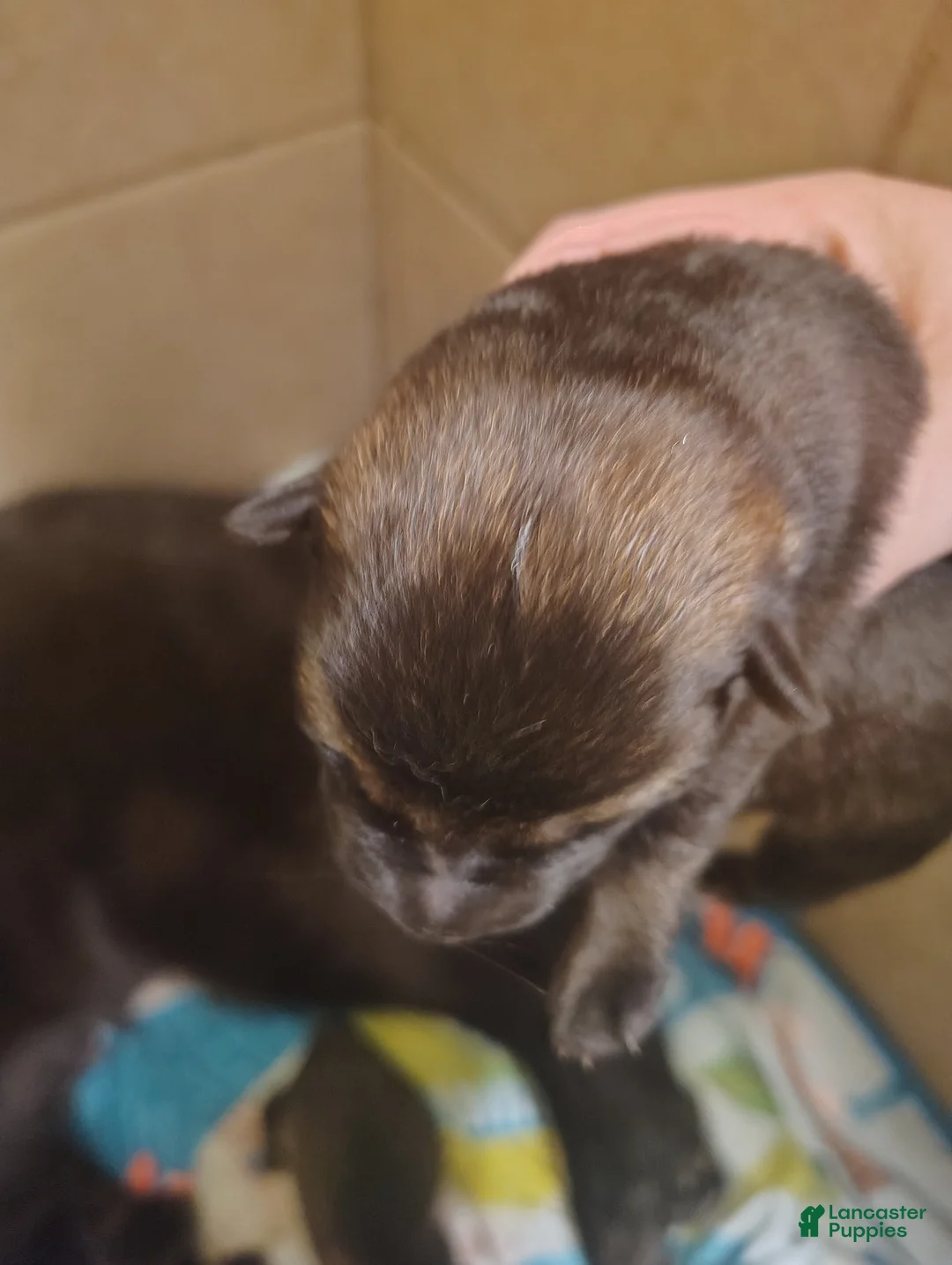 German Shepherd dogs for sale: German Shepherd Puppy 2 - Ad 2