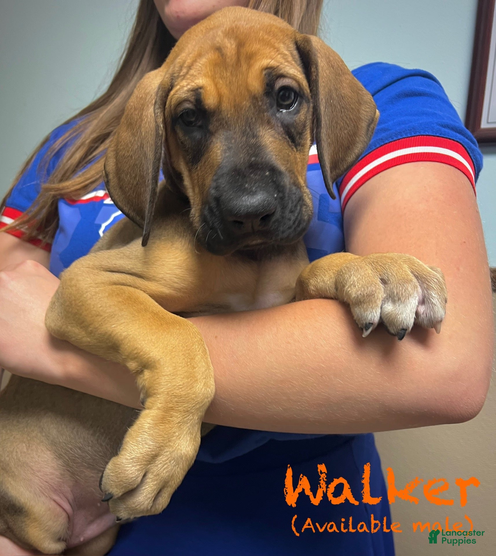Great Dane dogs Walker - Ad 18