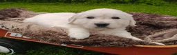 Golden Retriever dogs for sale: Rosie - Ad 1
