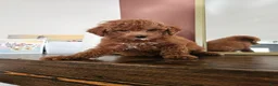 Mini Goldendoodle dogs for sale: Pink Lady - Ad 5