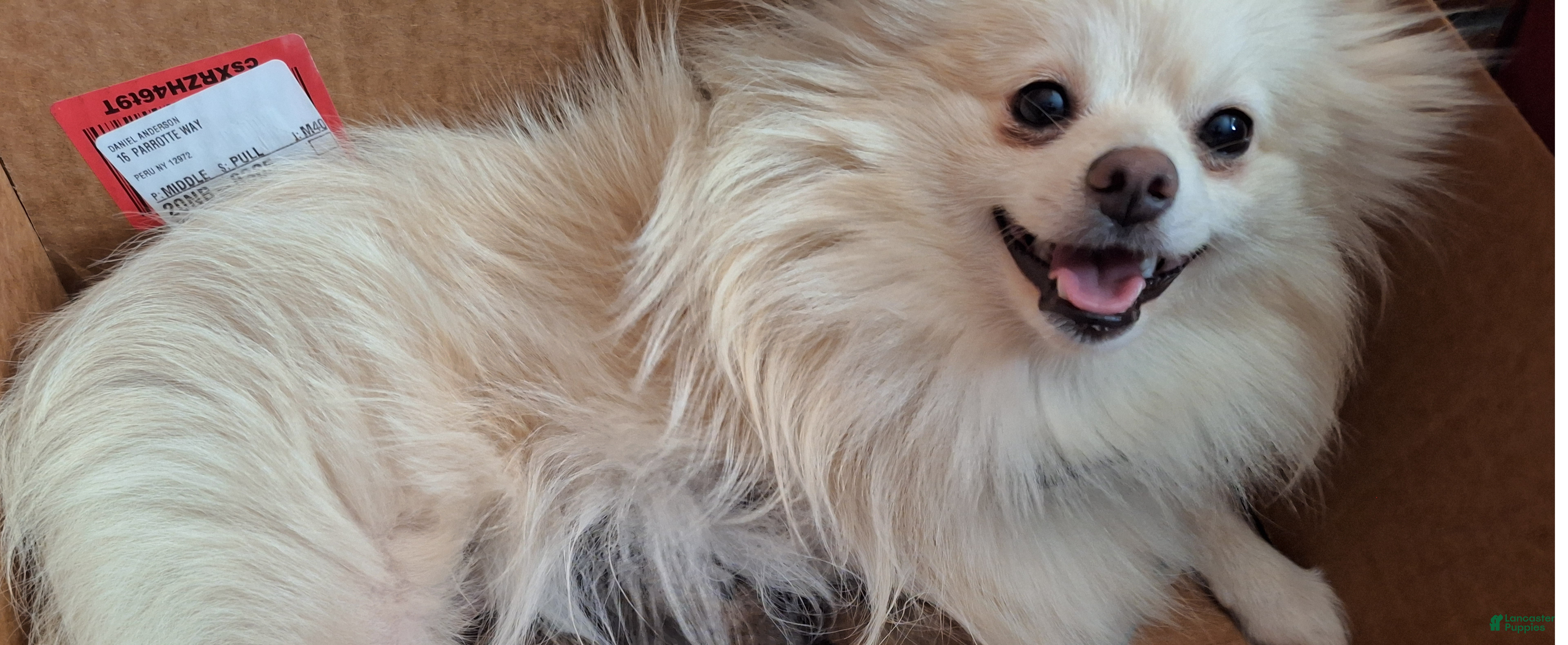 Pomeranian dogs Pomeranian Puppy 1 - Ad 2