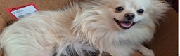 Pomeranian dogs for sale: Pomeranian Puppy 3 - Ad 2