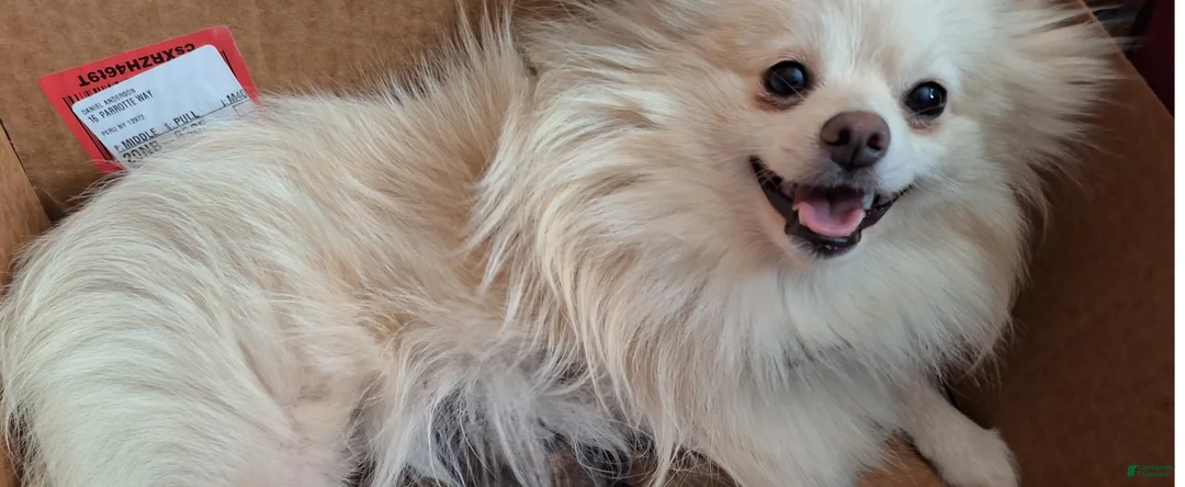 Pomeranian dogs for sale: Pomeranian Puppy 2 - Ad 2