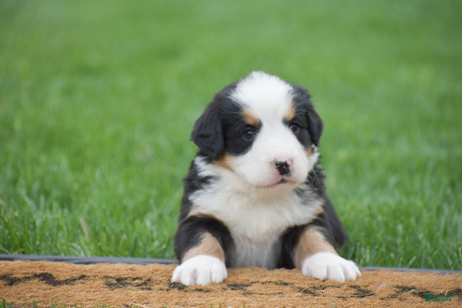 Bernese Mountain Dog dogs for sale: Monica - Ad 5