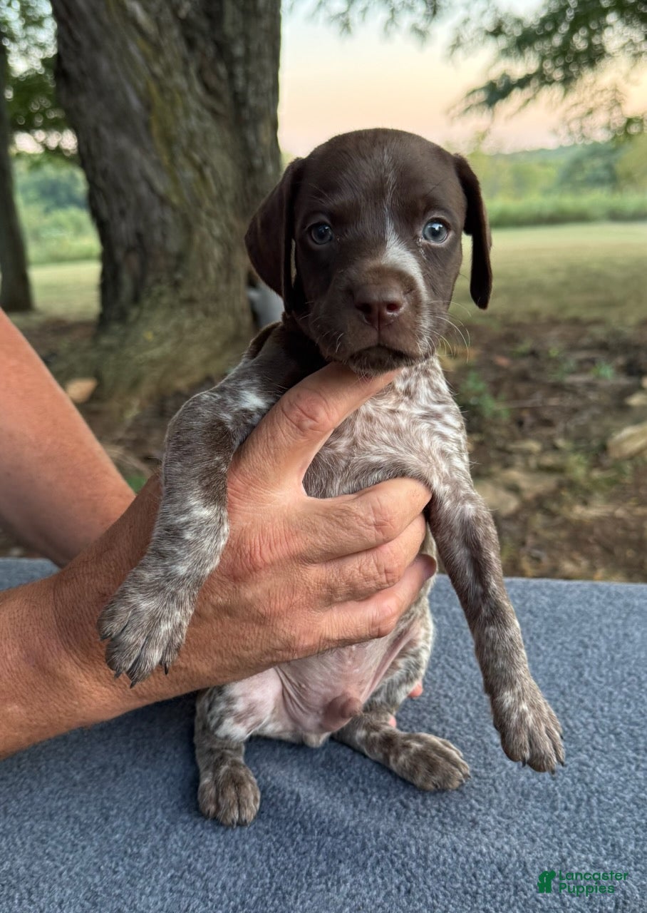 German Shorthaired Pointer dogs Boy 4 - Ad 1