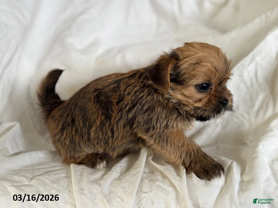 Shorkie dogs for sale: Trevor - Ad 2