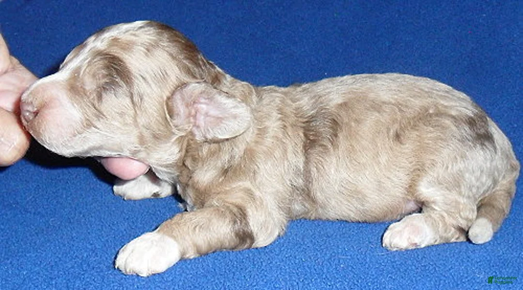 Yorkiepoo dogs for sale: Patches - Ad 2