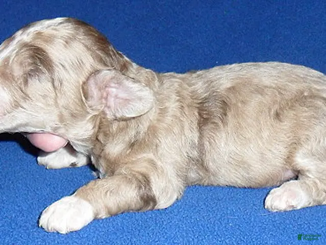 Yorkiepoo dogs for sale: Patches - Ad 2