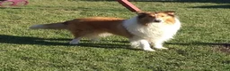 Collie dogs for sale: Molly - Ad 7