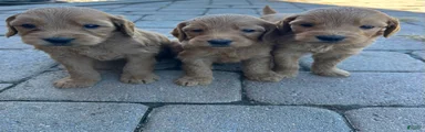 Goldendoodle 3