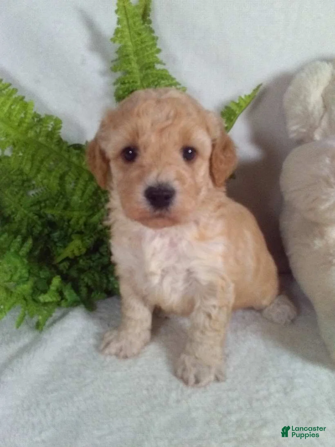 Bichpoo dogs for sale: Joey - Ad 5