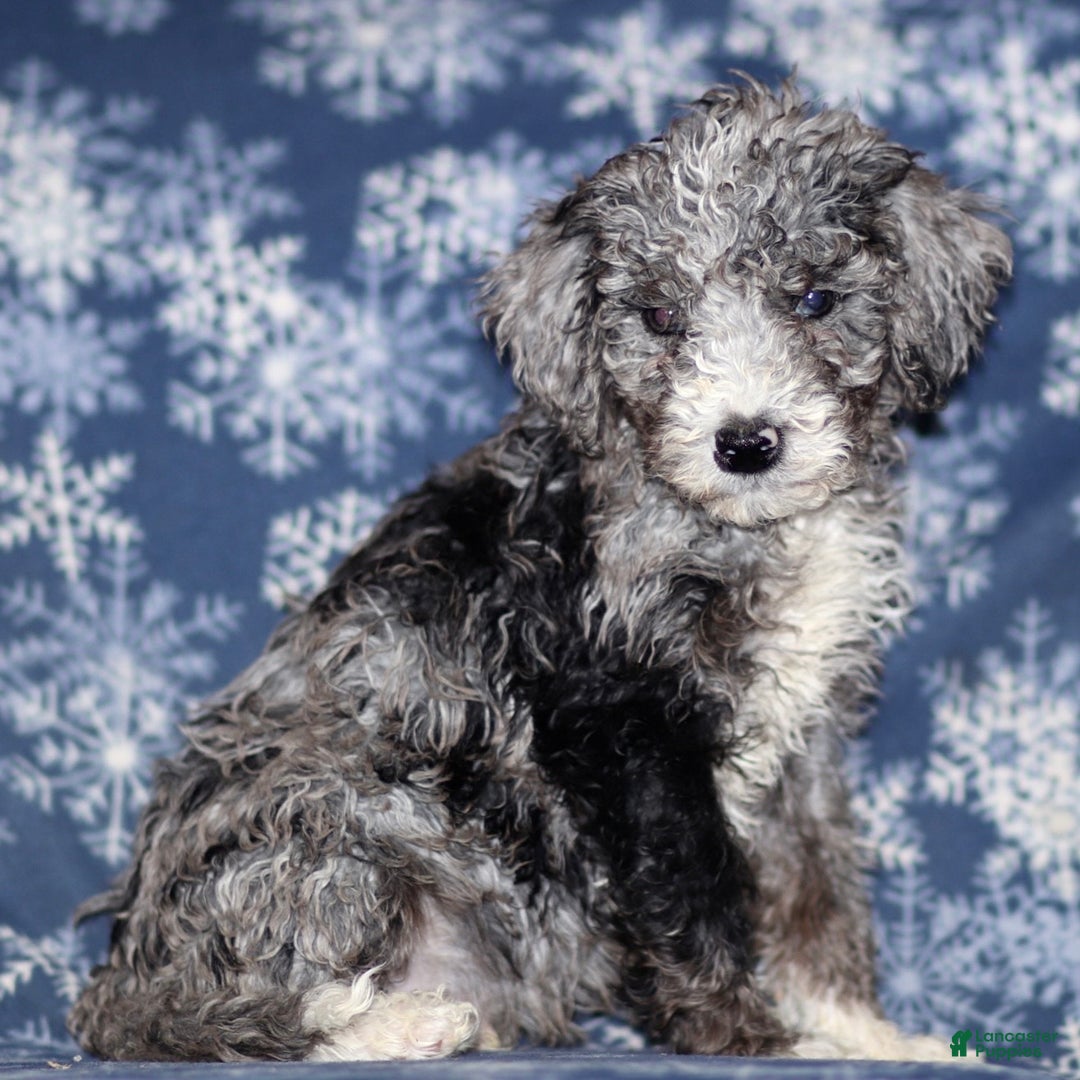 Sheepadoodle dogs for sale: Kendall - Ad 2