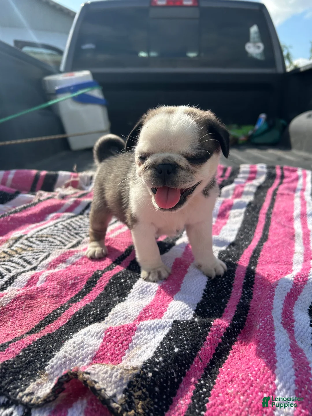 Pug dogs for sale: Lady - Ad 1
