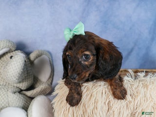 Miniature Dachshund dogs Cleo - Ad 15