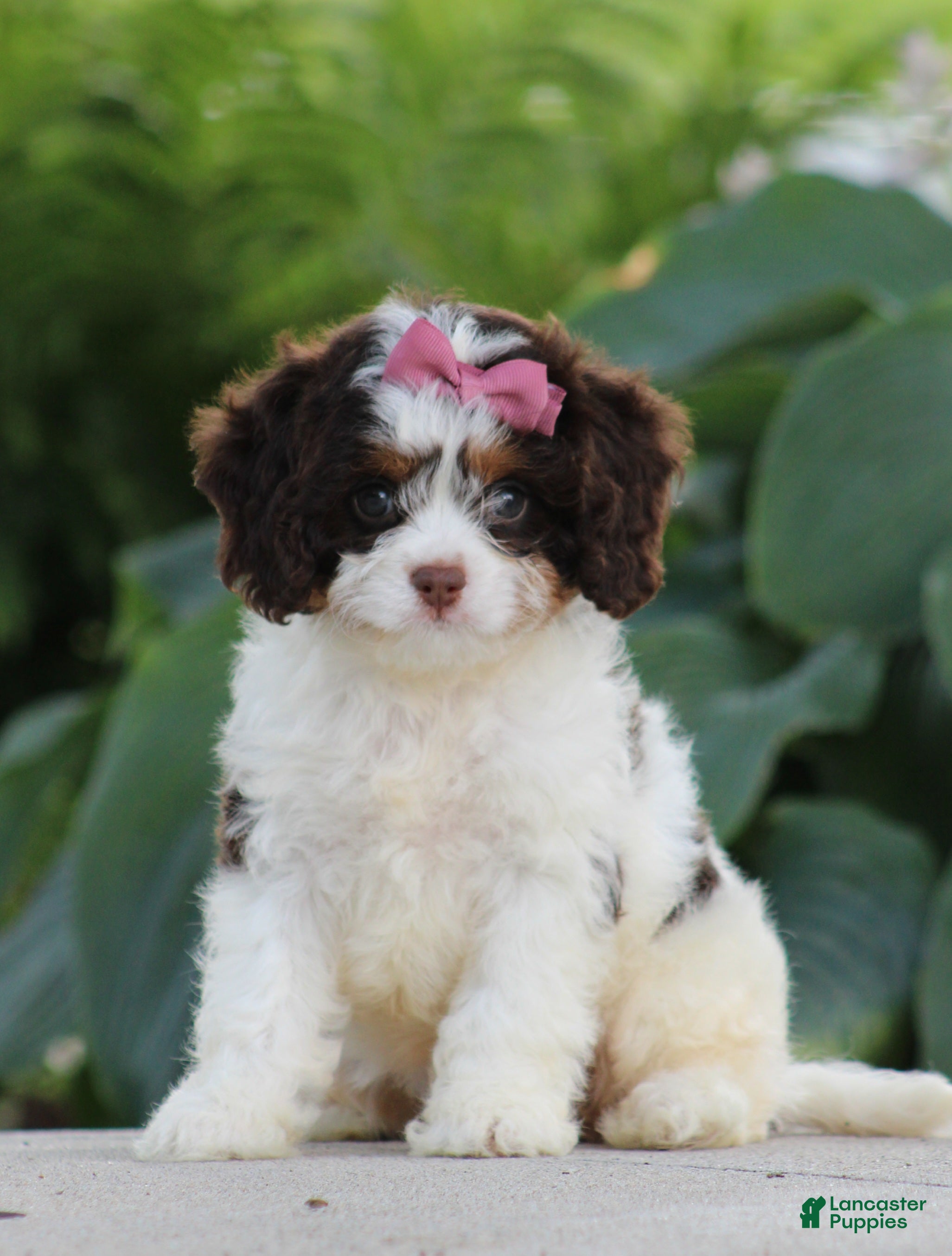 Cavapoo dogs Dana - Ad 1