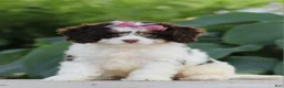 Cavapoo dogs for sale: Dana - Ad 1