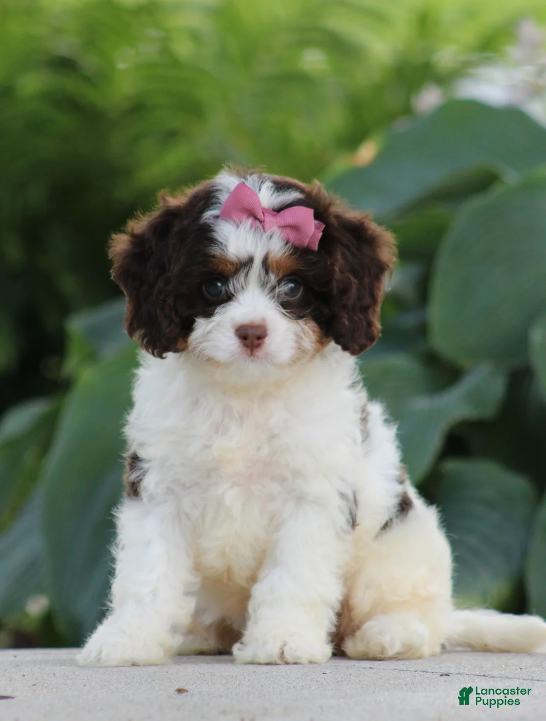 Cavapoo dogs for sale: Dana - Ad 1