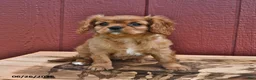 Cavalier King Charles Spaniel dogs for sale: Ginger - Ad 3