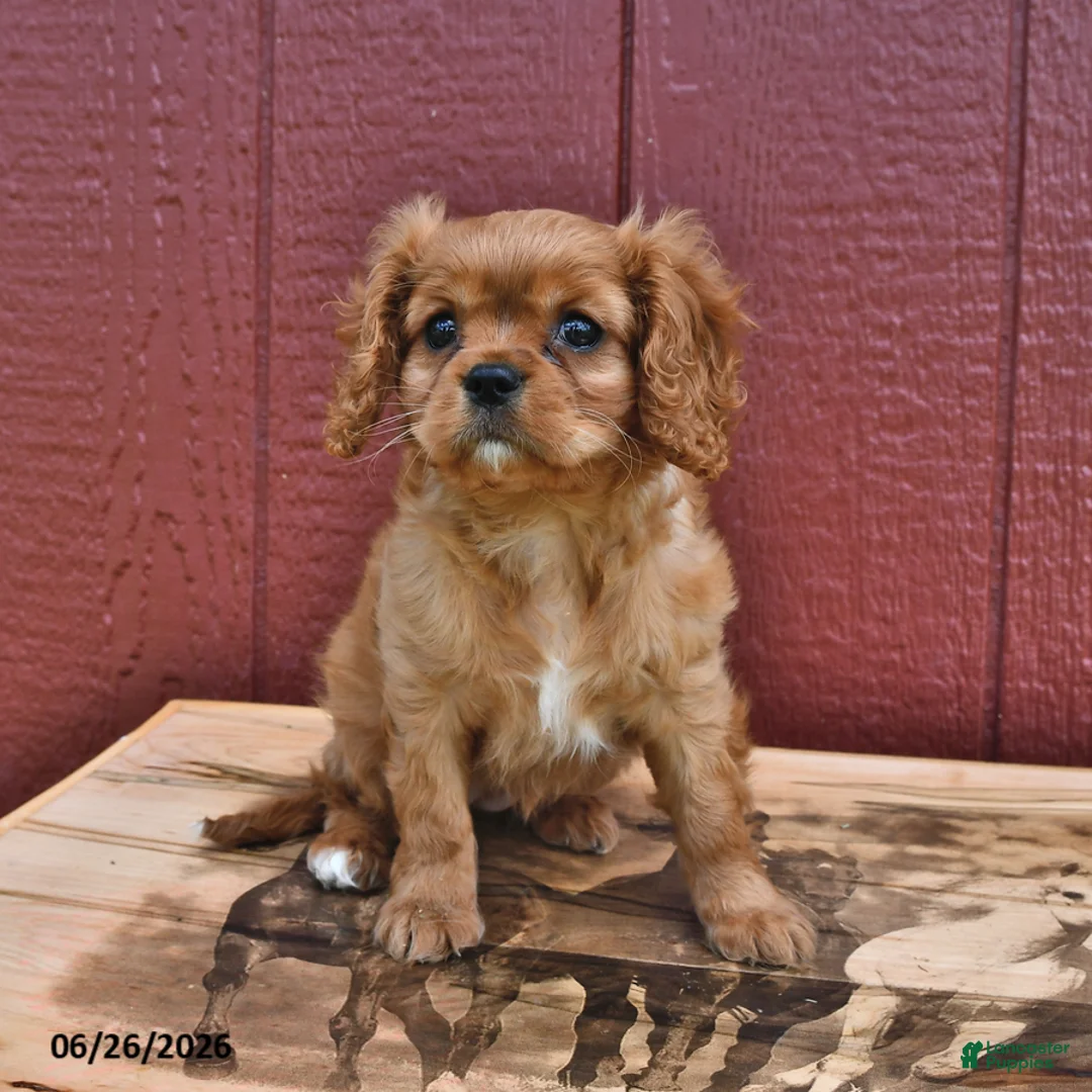 Cavalier King Charles Spaniel dogs for sale: Ginger - Ad 3