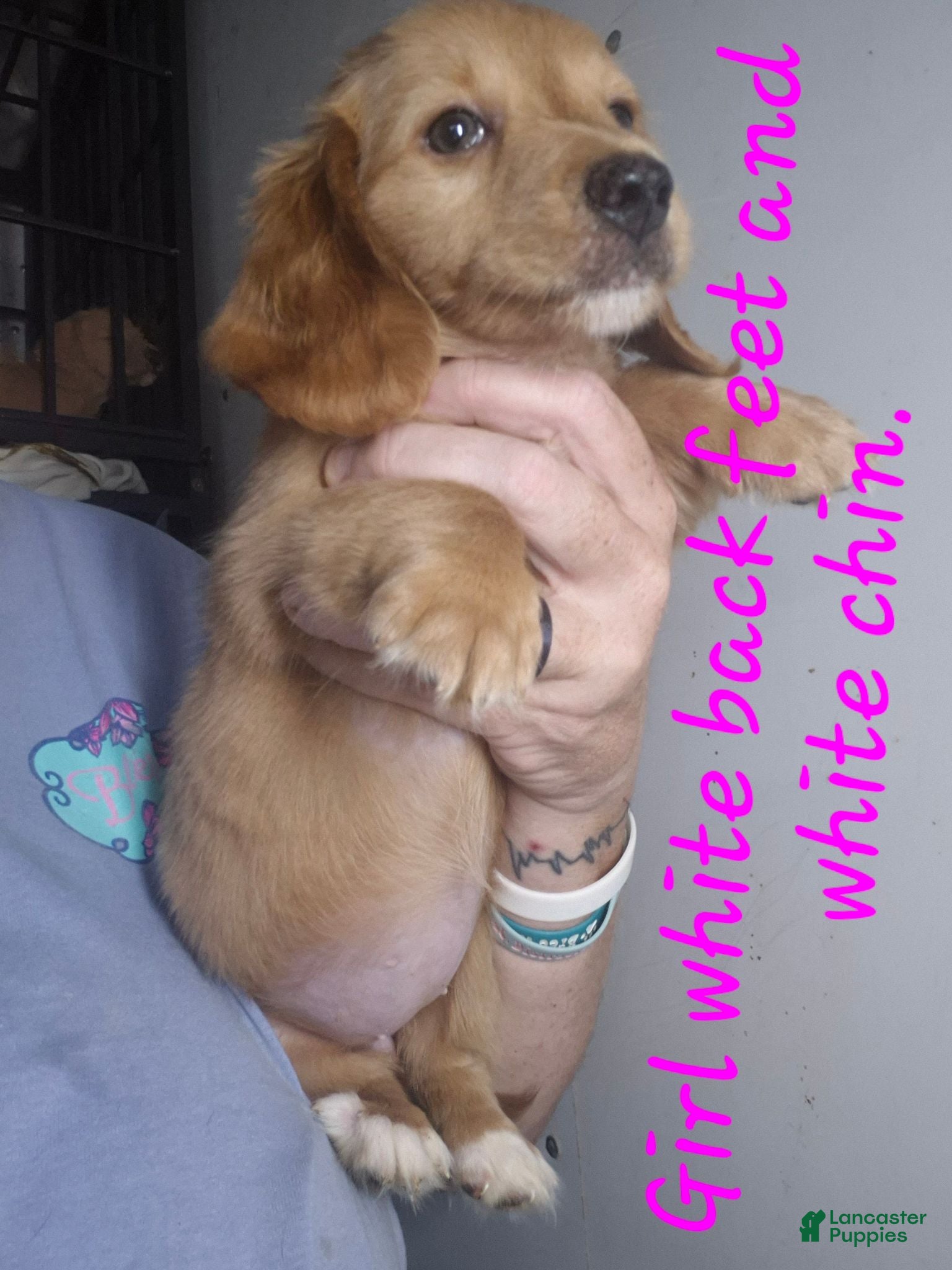 Miniature Dachshund dogs Miniature Dachshund 7 - Ad 1
