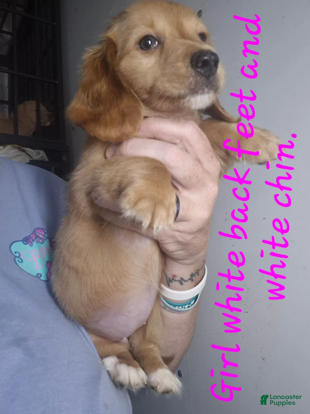 Miniature Dachshund dogs for sale: Miniature Dachshund 7 - Ad 1