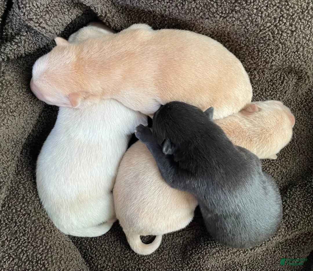 Mixed Breed dogs for sale: Chowsky puppy  - Ad 2