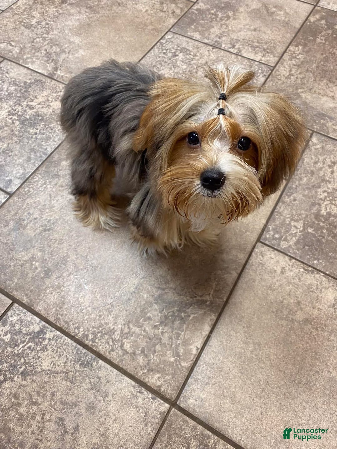 Yorkshire Terrier dogs for sale: Gucci - Ad 1