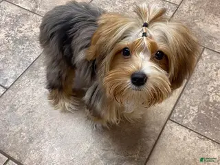 Yorkshire Terrier dogs Gucci - Ad 20