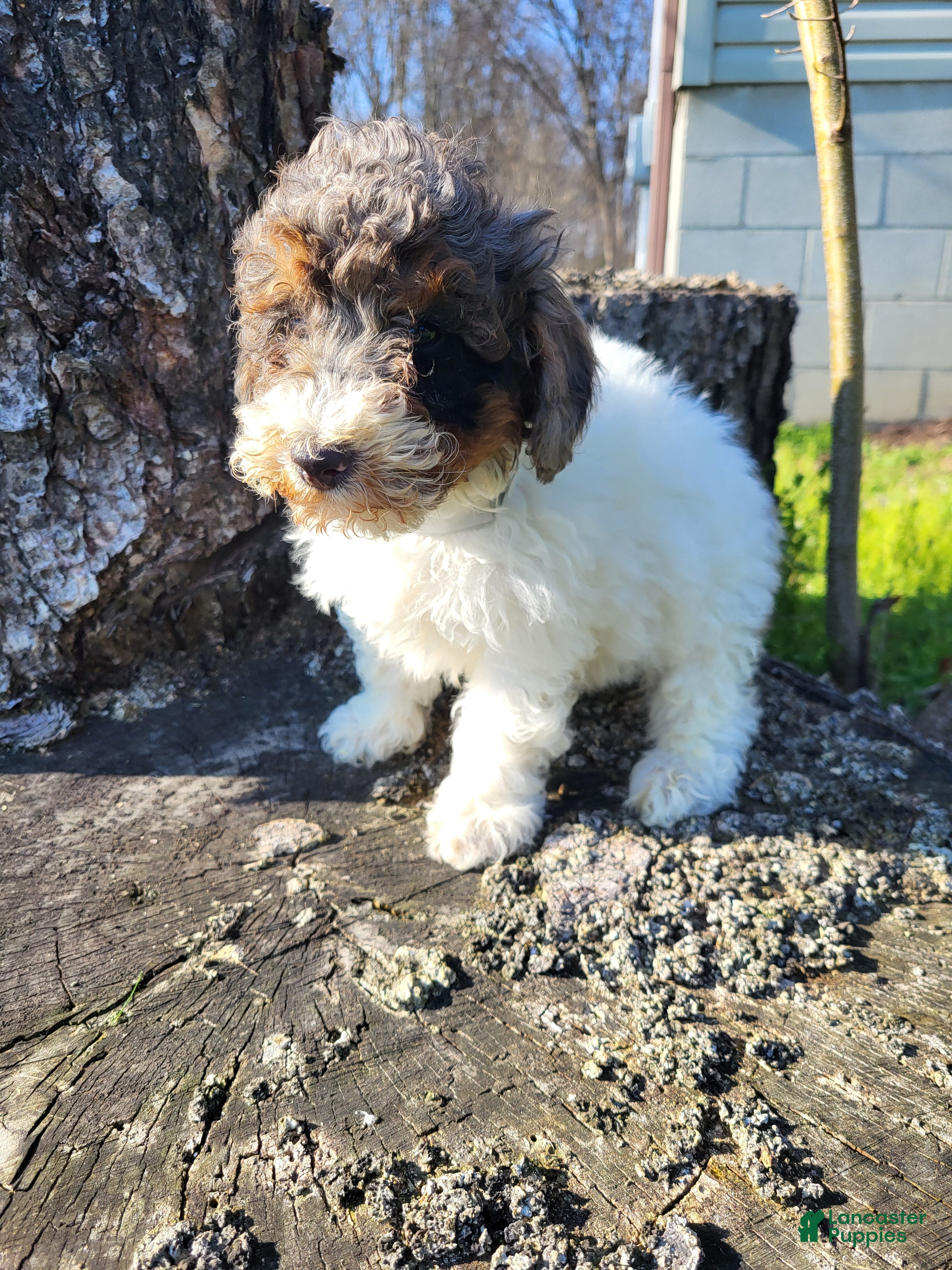 Miniature Poodle dogs Connor - Ad 2