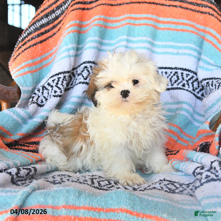 Shih Tzu dogs Winny - Ad 2