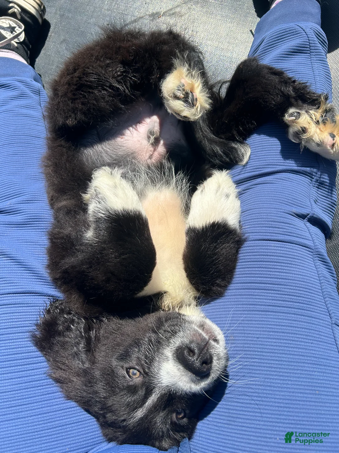 Mixed Breed dogs for sale: Onyx - Ad 2