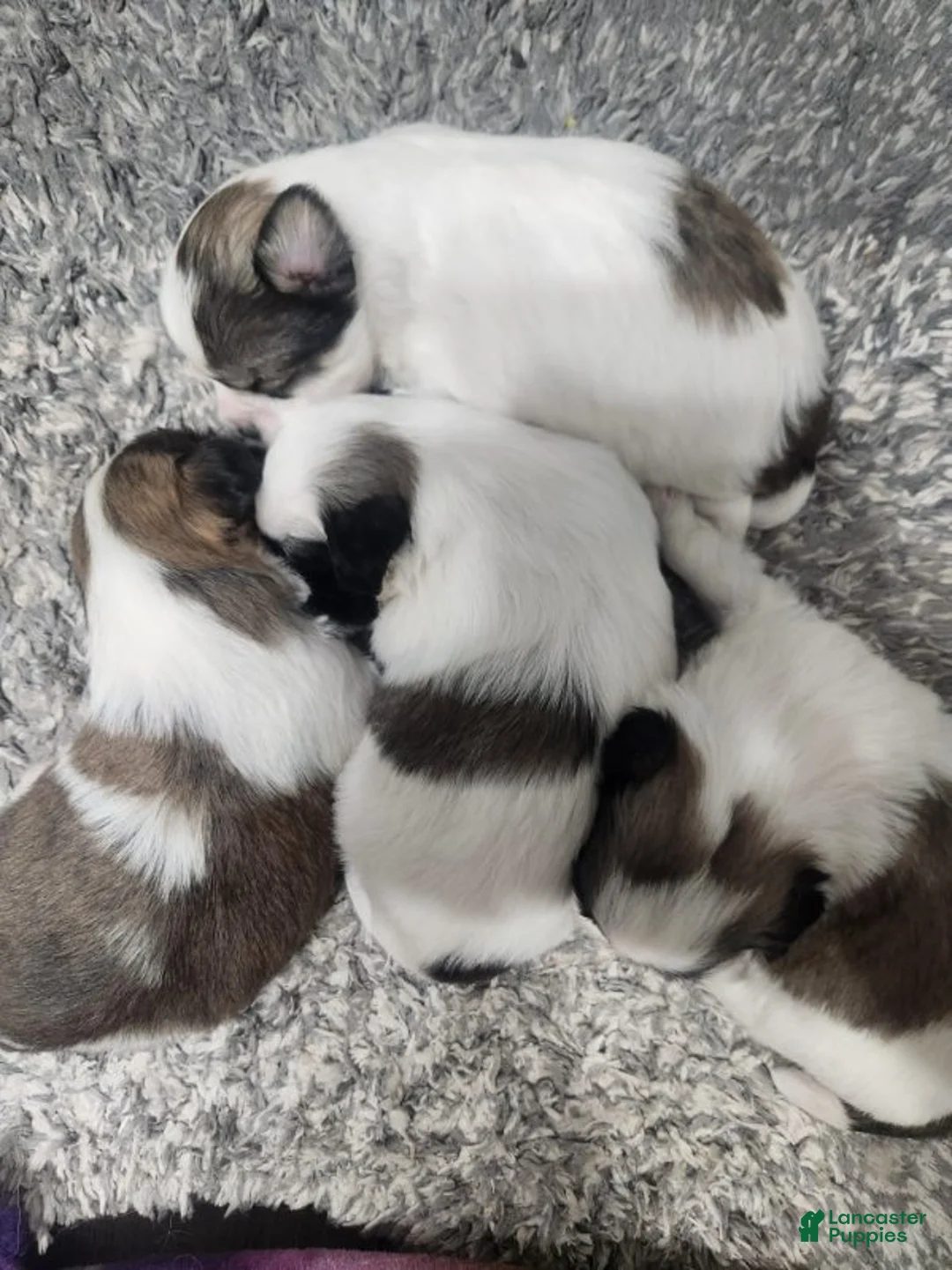 Shih Tzu dogs for sale: Shih Tzu Puppy 2 - Ad 1