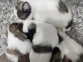 Shih Tzu dogs Shih Tzu Puppy 2 - Ad 22