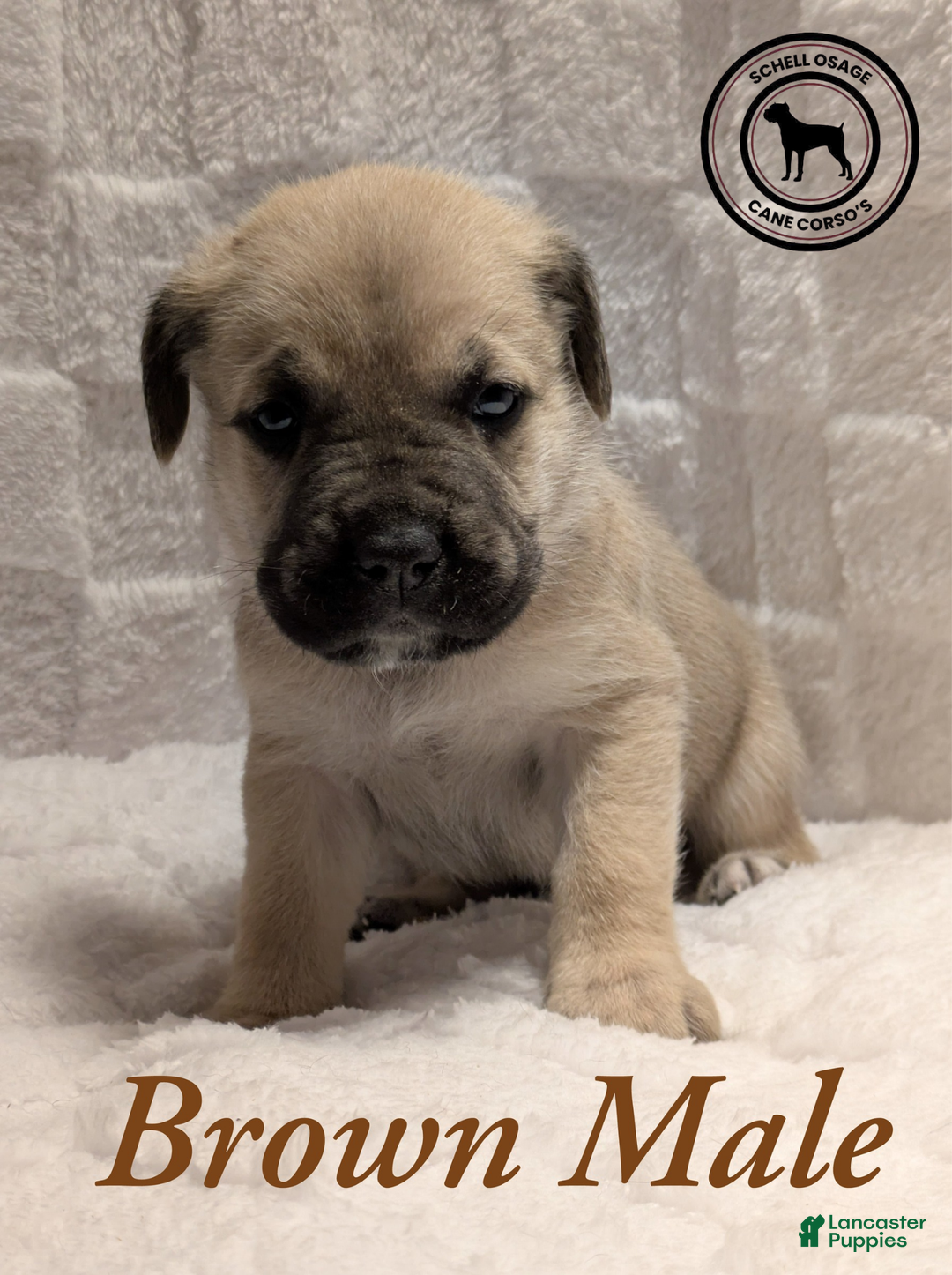 Cane Corso dogs for sale: Brown - Ad 3