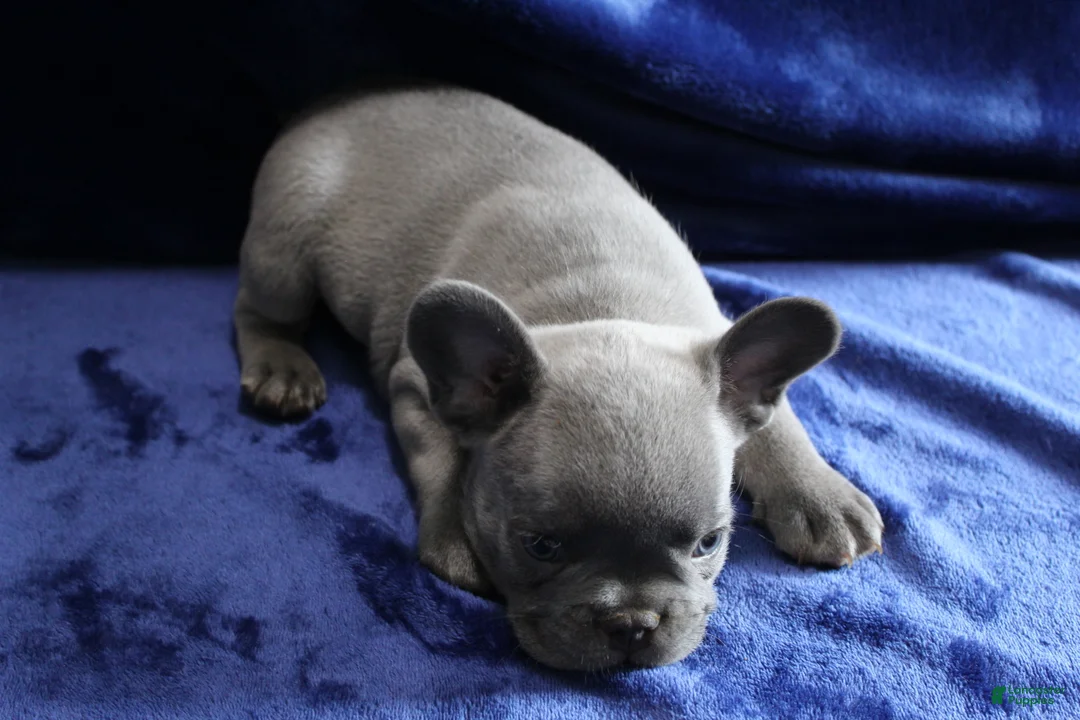 French Bulldog dogs for sale: Red_M_2026 - Ad 2