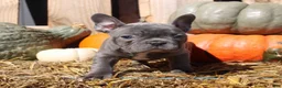 Mixed Breed dogs for sale: Ollie - Ad 5